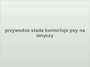 przywodca stada kontorluje psy na smyczy