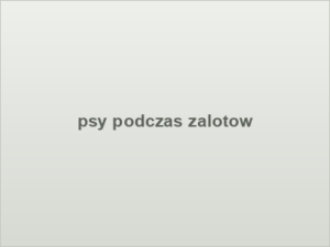 psy podczas zalotow