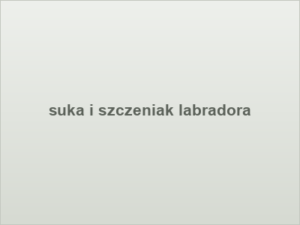 suka i szczeniak labradora