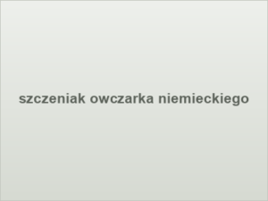szczeniak owczarka niemieckiego