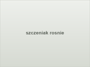 szczeniak rosnie