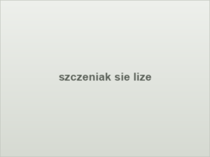szczeniak sie lize