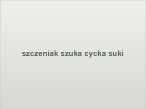 szczeniak szuka cycka suki