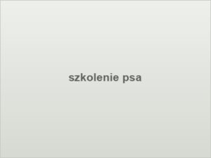 szkolenie psa