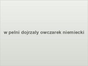 w pelni dojrzaly owczarek niemiecki