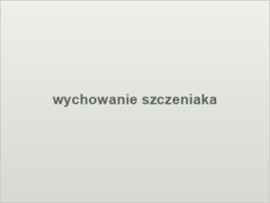 wychowanie szczeniaka