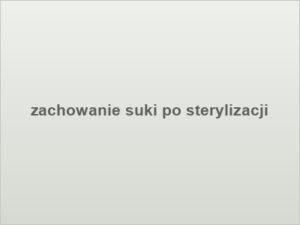 zachowanie suki po sterylizacji