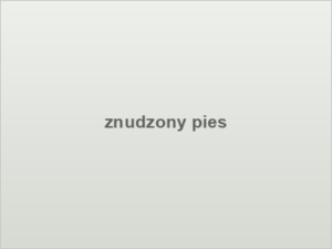 znudzony pies