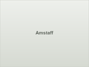 Amstaff
