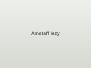 Amstaff lezy