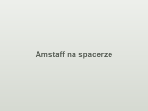 Amstaff na spacerze