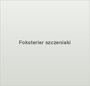 Foksterier szczeniaki