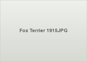 Fox Terrier 1915JPG