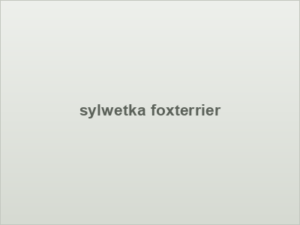 sylwetka foxterrier