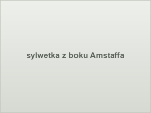 sylwetka z boku Amstaffa