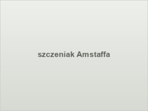 szczeniak Amstaffa