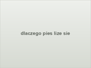 dlaczego pies lize sie