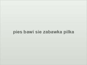 pies bawi sie zabawka pilka