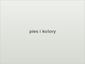 pies i kolory