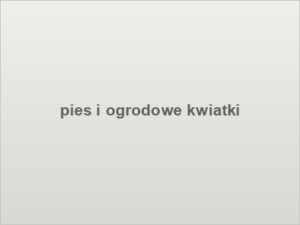 pies i ogrodowe kwiatki