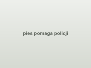 pies pomaga policji