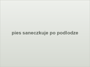 pies saneczkuje po podlodze