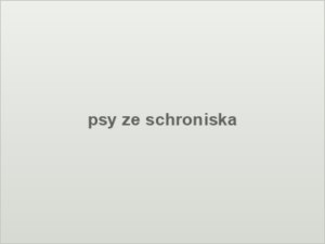 psy ze schroniska