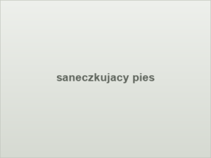 saneczkujacy pies