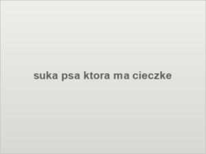 suka psa ktora ma cieczke