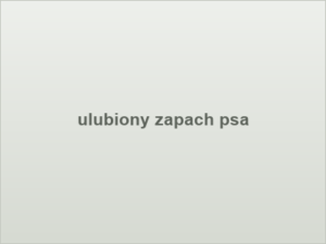 ulubiony zapach psa